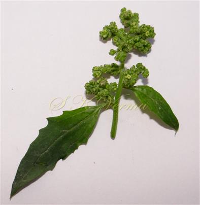  Inflorescence
